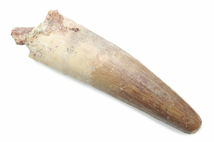 Fossil Spinosaurus Tooth with Partial Pterosaur Tooth #370576